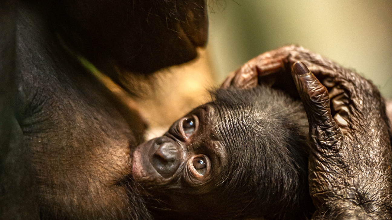 Bonobo's in Zoo Planckendael